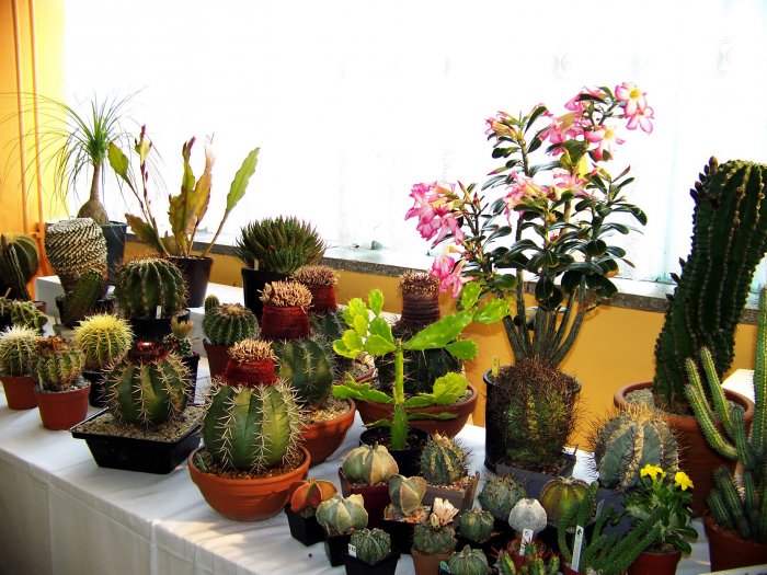36. Kakteenausstellung 2013 – Freilichtbühne Spremberg