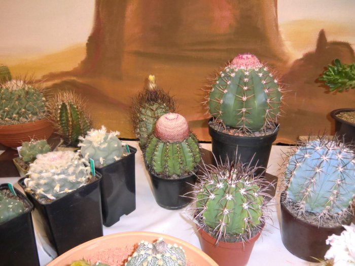 36. Kakteenausstellung 2013 – Bild 1
