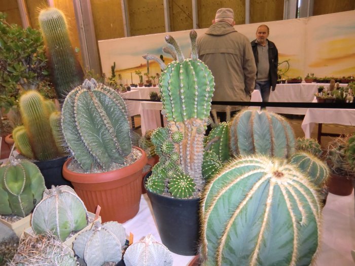 36. Kakteenausstellung 2013 – Bild 2