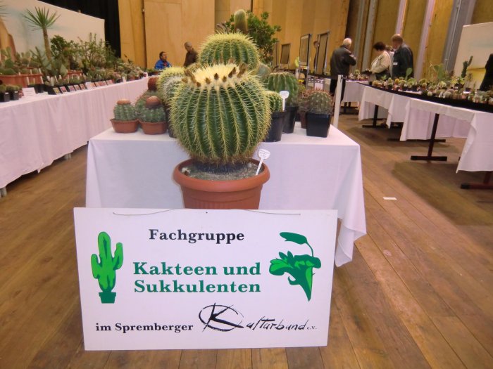 36. Kakteenausstellung 2013 – Bild 3