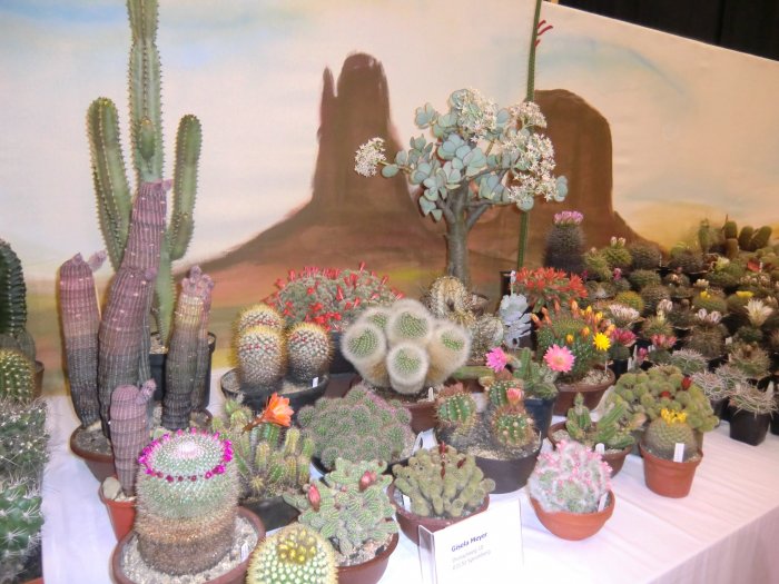 36. Kakteenausstellung 2013 – Bild 4