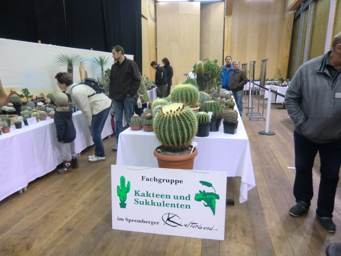 36. Kakteenausstellung 2013 – Bild 8