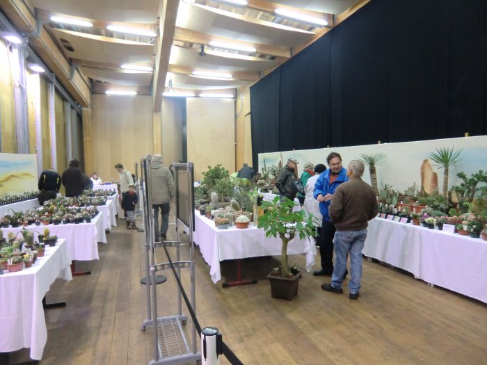 36. Kakteenausstellung 2013 – Bild 9