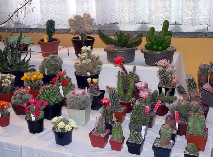 37. Kakteenausstellung 2014 – Freilichtbühne Spremberg