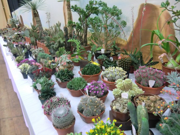 38. Kakteenausstellung 2015 – Freilichtbühne Spremberg