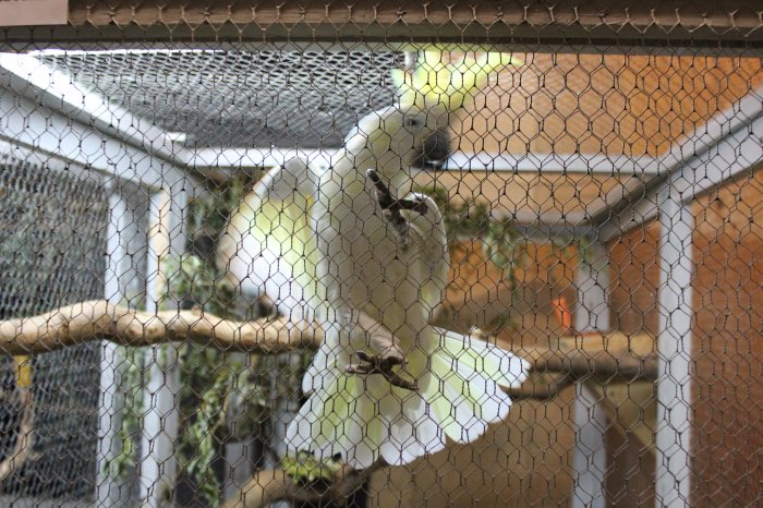 Vogelausstellung - Vögel ferner Länder – Freilichtbühne Spremberg