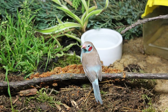 Vogelausstellung - Vögel ferner Länder – Bild 14
