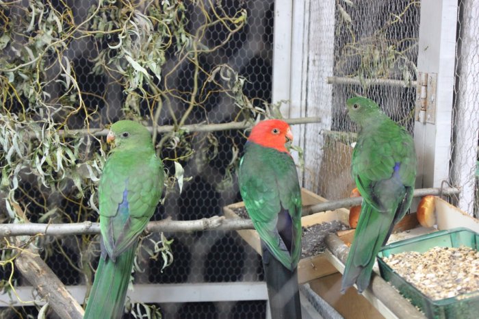 Vogelausstellung - Vögel ferner Länder – Bild 18