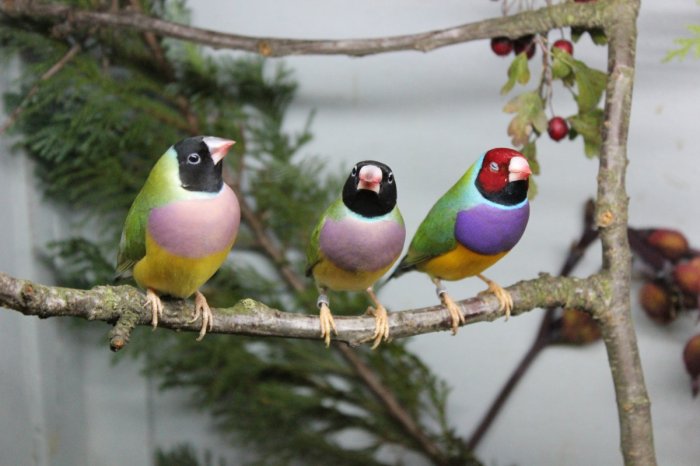 Vogelausstellung - Vögel ferner Länder – Bild 20