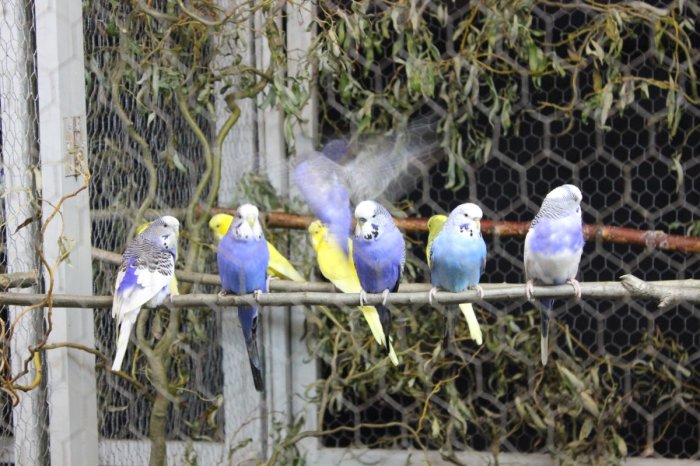 Vogelausstellung - Vögel ferner Länder – Bild 21