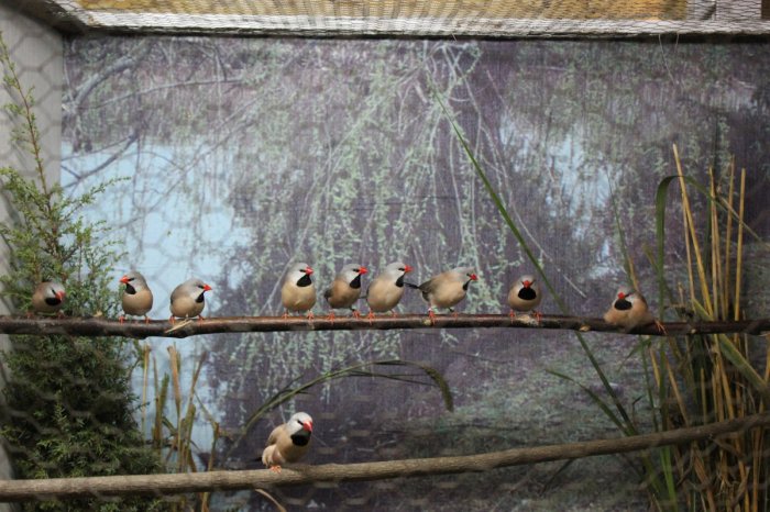 Vogelausstellung - Vögel ferner Länder – Bild 22