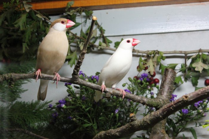Vogelausstellung - Vögel ferner Länder – Bild 4