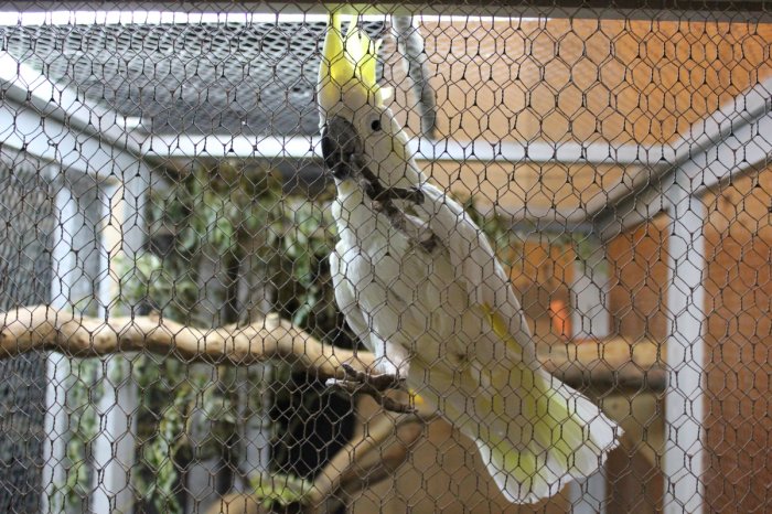 Vogelausstellung - Vögel ferner Länder – Bild 5