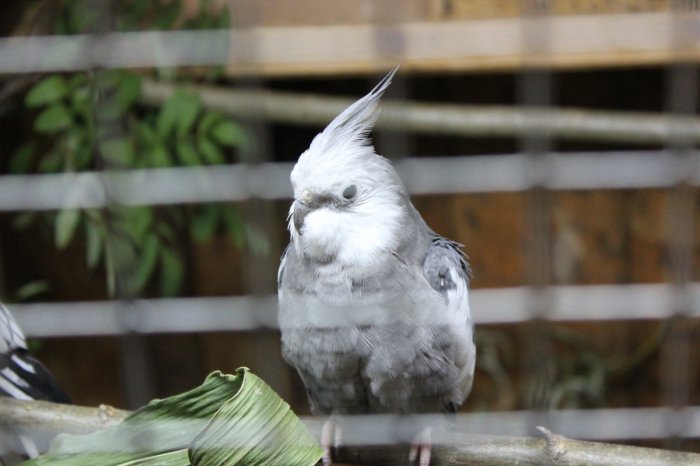 Vogelausstellung - Vögel ferner Länder – Bild 7